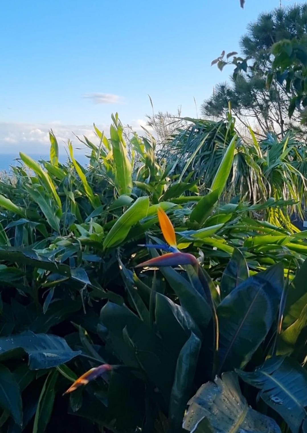 Apartment Pilar Mar - Rural In The Countryside Of Sao Miguel Ponta Delgada (Sao Miguel)