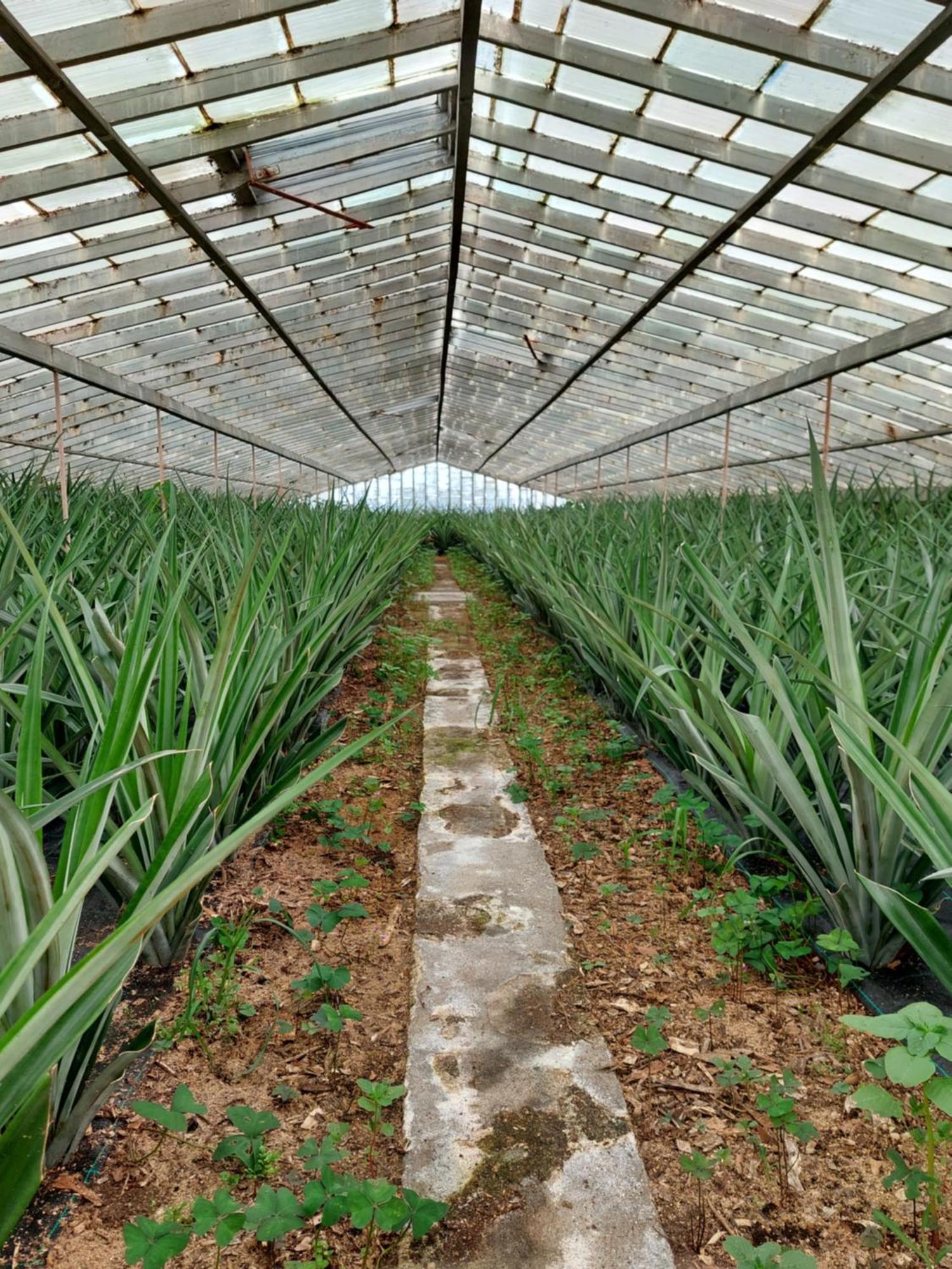 Pousada La De Ananas - House Ponta Delgada