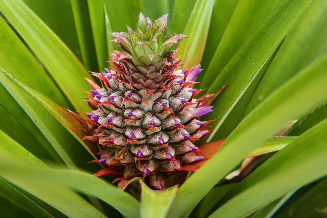 Herdade Do Ananas Ponta Delgada - Açores