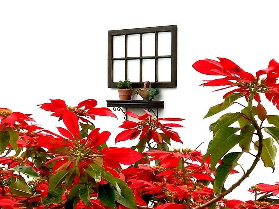 Solar Outeiro Alto Guest house *